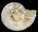 Perisphinctes Ammonite - Jurassic #54228-1